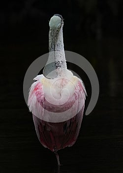 Roseate Spoonbill Birding Portrait