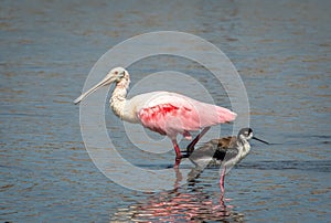 Roseate Spoonbill and Black-necked Stilt