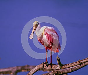 Roseate spoonbill with breeding plumage