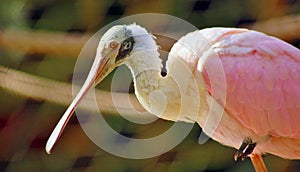 Roseate Spoonbill with copy space