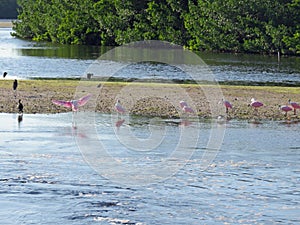 Roseate Spoonbill Ding Darling Wildlife Refuge Sanibel Florida