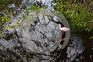 Roseate Spoonbill (family Threskiornithidae) bird wading in natural habitat.