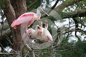 Roseate Spoonbill Feeding Chicks In Nest, Orlando, Florida
