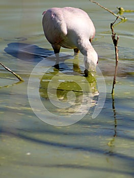 Roseate Spoonbill Feeding