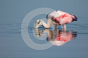 Roseate Spoonbill Feeding in the Shallows photo