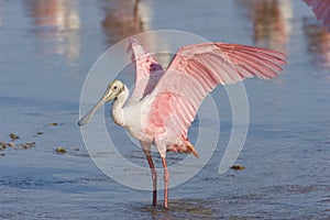 Roseate Spoonbill flapping his wings