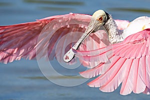 Roseate Spoonbill Flapping Wings in Orlando, Florida photo