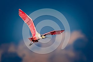 Roseate Spoonbill flies overhead in bright breeding colors