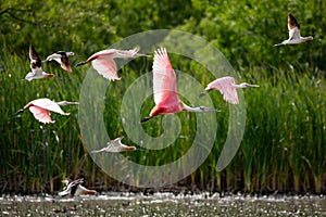 Roseate Spoonbill in flight