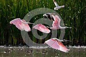 Roseate Spoonbill in flight