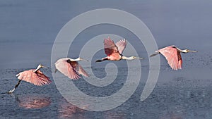 Roseate Spoonbill in flight