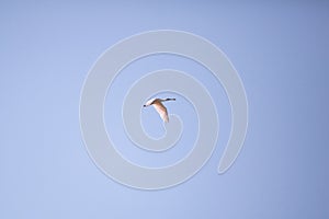 Roseate Spoonbill in Flight