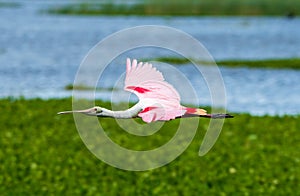 Roseate spoonbill in flight