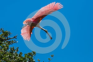 Roseate Spoonbill in Flight