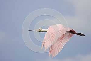 A Roseate Spoonbill in flight