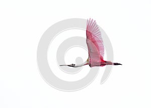 Roseate spoonbill in flight on white background