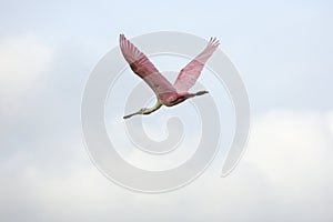 Roseate spoonbill flying in a cloudy sky, Orlando Wetlands Park. photo
