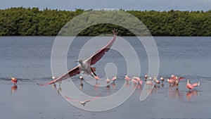 Roseate Spoonbill Flying, J.N. Ding Darling National Wildlif