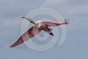 Roseate Spoonbill Flying, J.N. Ding Darling National Wildlif