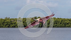 Roseate Spoonbill Flying, J.N. Ding Darling National Wildlif