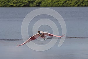 Roseate Spoonbill Flying, J.N. Ding Darling National Wildlif