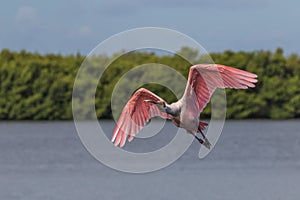 Roseate Spoonbill Flying, J.N. Ding Darling National Wildlif