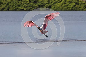 Roseate Spoonbill Flying, J.N. Ding Darling National Wildlif