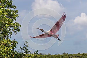 Roseate Spoonbill Flying, J.N. Ding Darling National Wildlif
