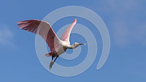 Roseate Spoonbill Flying, J.N. Ding Darling National Wildlif