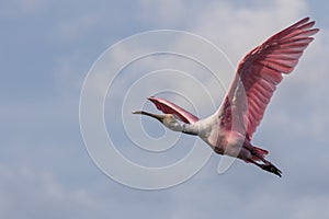 Roseate Spoonbill Flying, J.N. Ding Darling National Wildlif photo