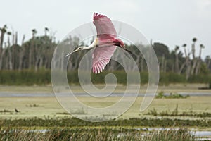 Roseate spoonbill flying over a swamp at Orlando Wetlands Park. photo