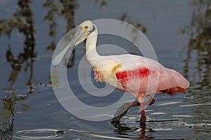 Roseate Spoonbill foraging in a lagoon - Merritt Island Wildlife