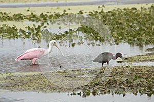 Roseate spoonbill and glossy ibis feeding in a swamp, Florida.