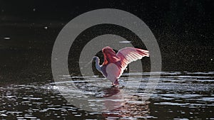 Roseate Spoonbill in the golden hour, J.N. 'Ding' Darling National Wildlife Refuge, Sanibel Island, Florida