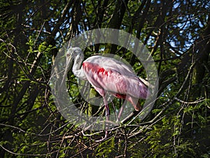Roseate Spoonbill Hidden in a Florida Cypress Swamp