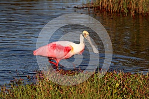 Roseate Spoonbill Hunting In Water photo