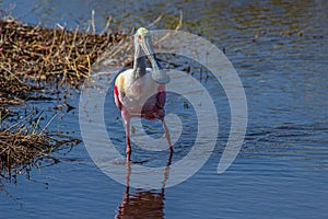 Roseate Spoonbill Hunting in Water at Merritt Island Wildlife refuge, Floirda