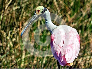 Roseate Spoonbill - an iconic Everglades wading bird