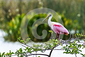 Roseate Spoonbill photo