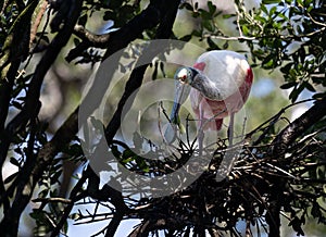 Roseate Spoonbill At Its Nest