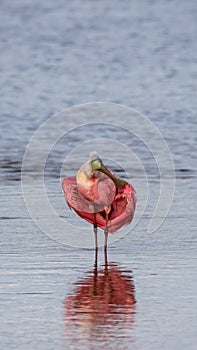 Roseate Spoonbill, J.N. Ding Darling National Wildlife Refug