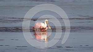 Roseate Spoonbill, J.N. Ding Darling National Wildlife Refug