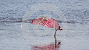 Roseate Spoonbill, J.N. Ding Darling National Wildlife Refug