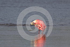 Roseate Spoonbill, J.N. Ding Darling National Wildlife Refug