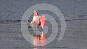 Roseate Spoonbill, J.N. Ding Darling National Wildlife Refug