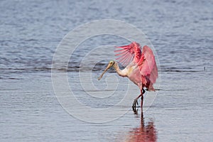 Roseate Spoonbill, J.N. Ding Darling National Wildlife Refug photo