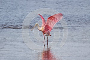 Roseate Spoonbill, J.N. Ding Darling National Wildlife Refug