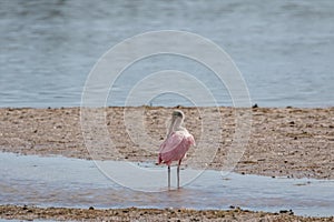 Roseate Spoonbill, J.N. Ding Darling National Wildlife Refug