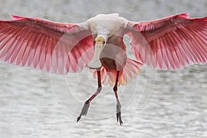 Roseate Spoonbill Landing