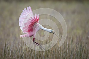 Roseate Spoonbill landing in a marsh - Florida photo